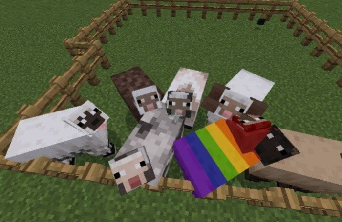 Овцы разных цветов