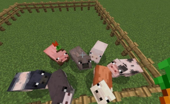 Свиньи разных цветов